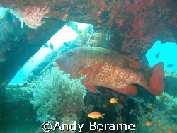 a red snapper at Talima Marine Sanctuary, Lapu-Lapu City,... by Andy Berame 